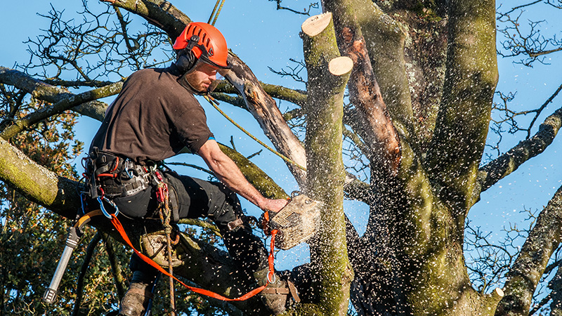 Arboriculturalist