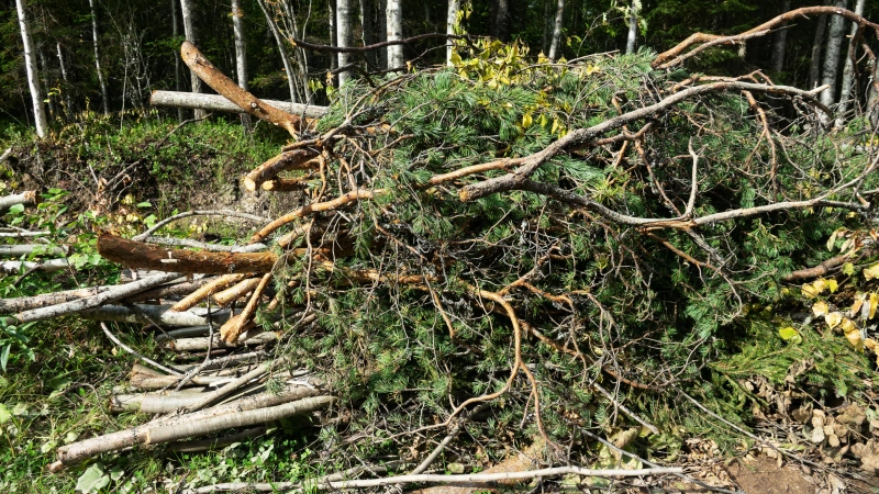 garden clearance