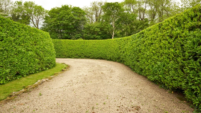 hedge pruning