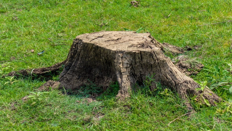 stump grinding