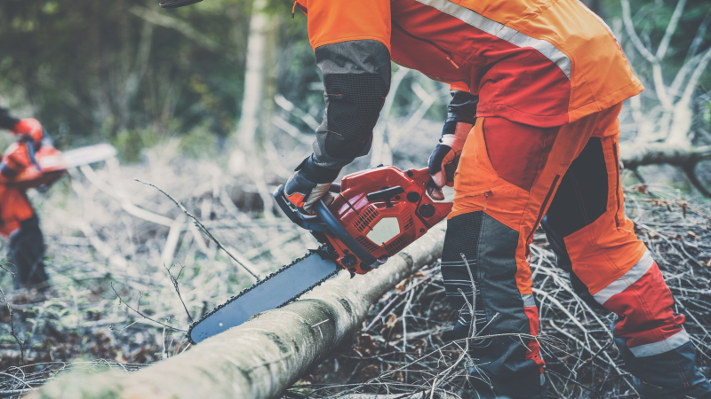 tree cutting