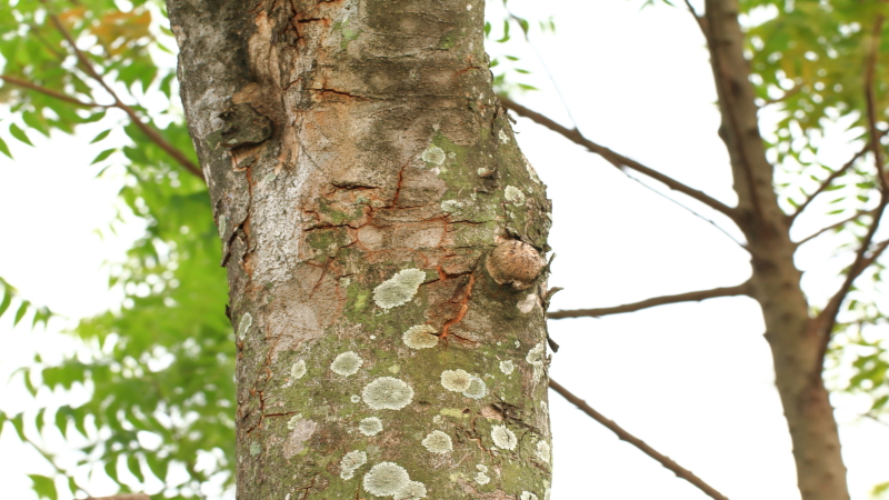 tree rescue