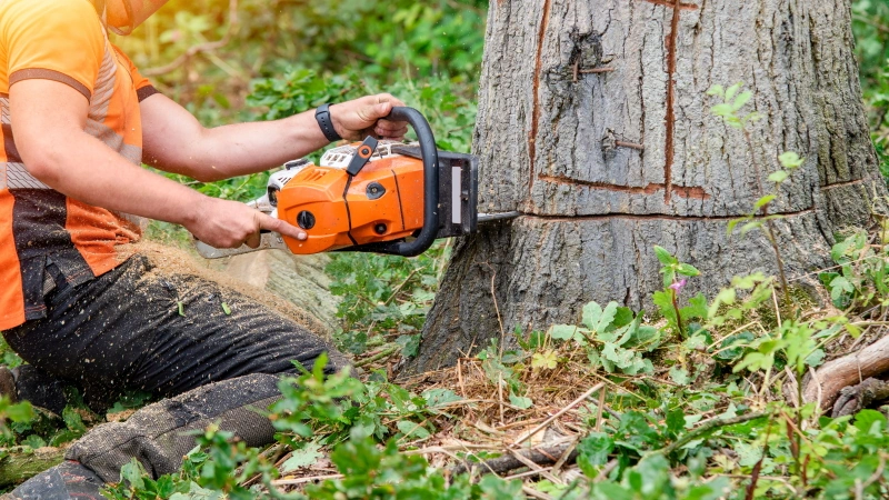 tree surgeon
