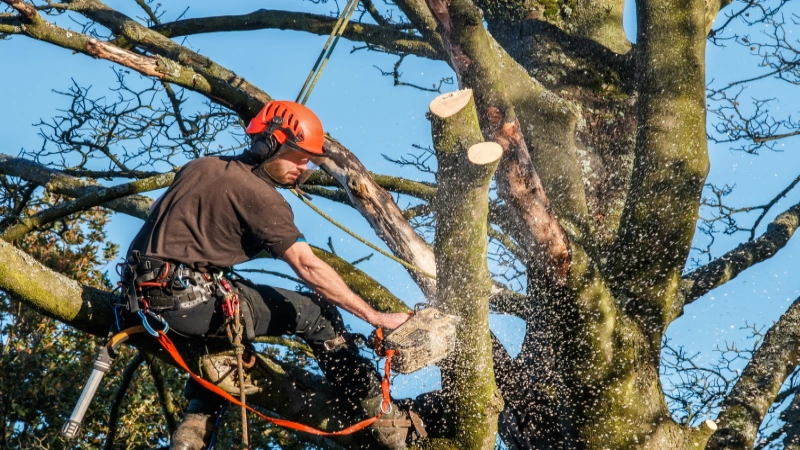 tree work