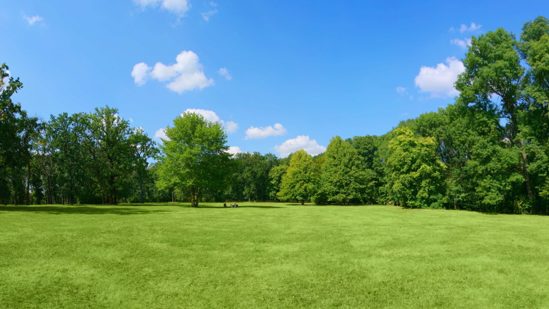 pollarding trees