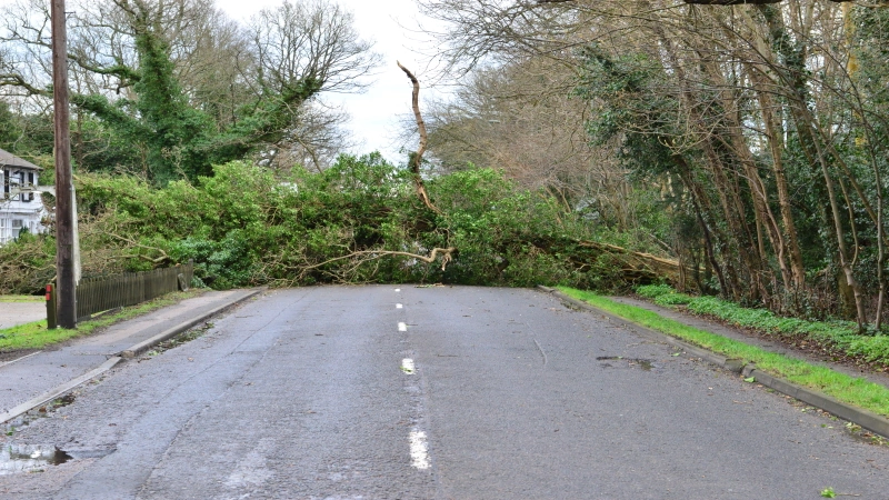 emergency tree work