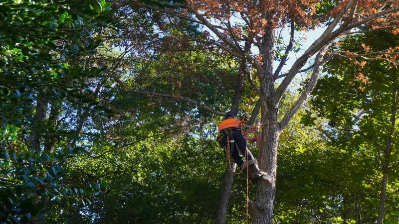 tree crown thinning