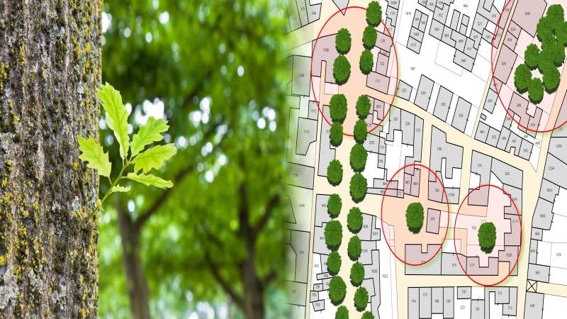tree surveys