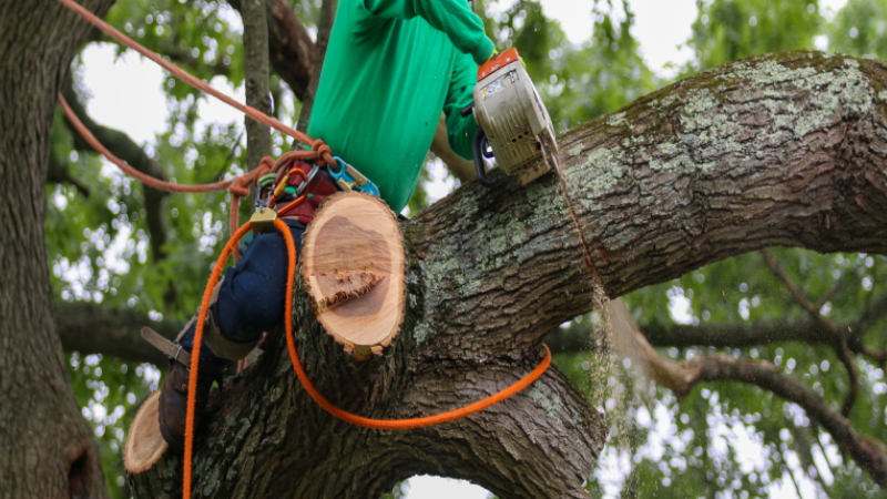 manchester tree service